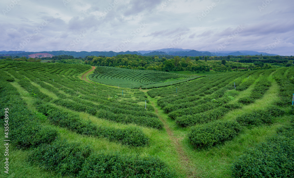 Greenfield with curved rows of tea plants.