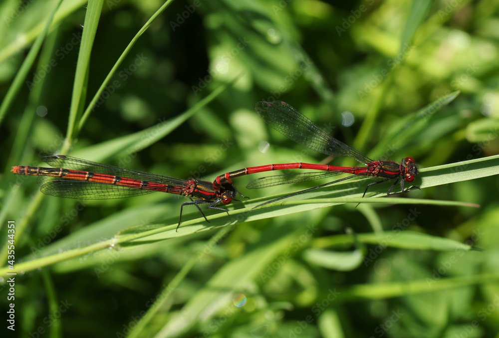 A mating pair of Large Red Damselfly, Pyrrhosoma nymphula, perching on a blade of grass. A mating pair of Large Red Damselfly, Pyrrhosoma nymphula, perching on a blade of grass.