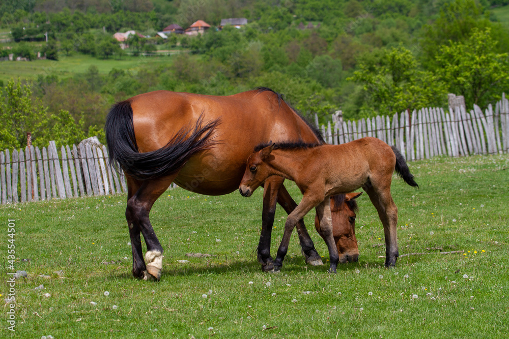 Horses in a pasture in Romania Horses in a pasture in Romania