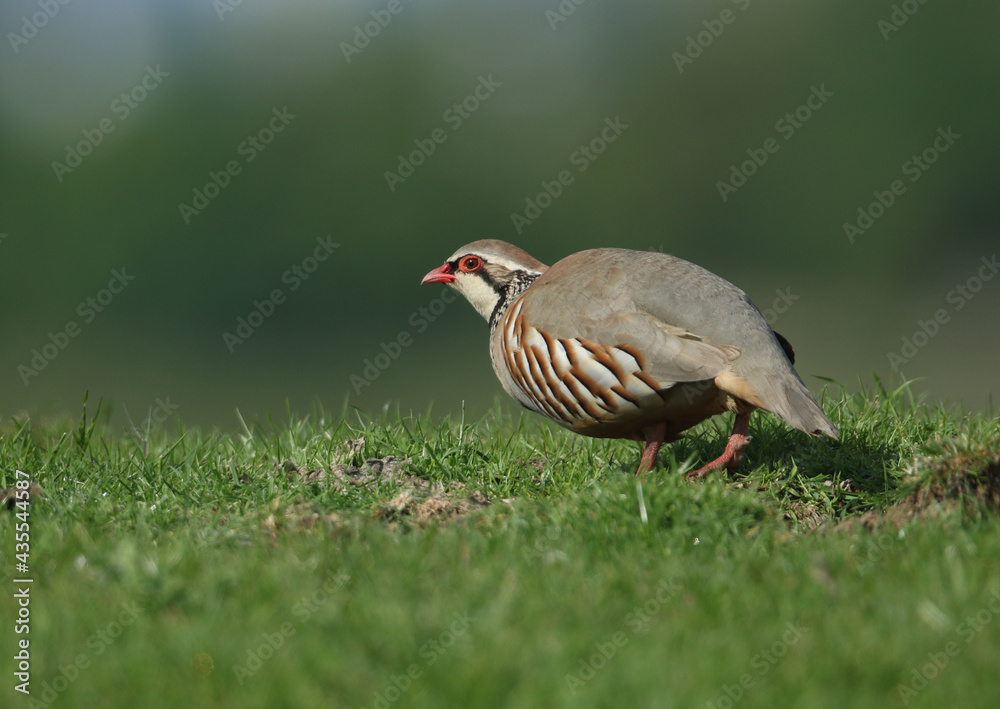 Obraz premium A pretty Red-Legged Partridge, Alectoris rufa, searching for food in a field in the UK.