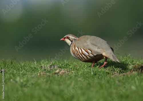 A pretty Red-Legged Partridge, Alectoris rufa, searching for food in a field in the UK.