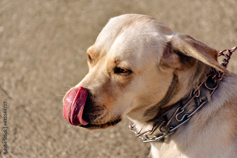golden retriever dog