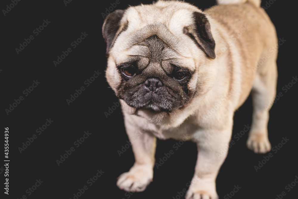pug with faces and mouths