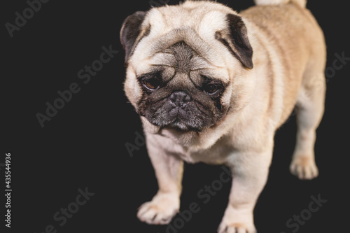 pug with faces and mouths