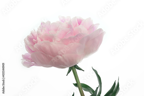 Fototapeta Naklejka Na Ścianę i Meble -  pink peony close-up isolate on white, large blossoming peony flower, delicate pink petals, studio shot, mock up for postcard, design