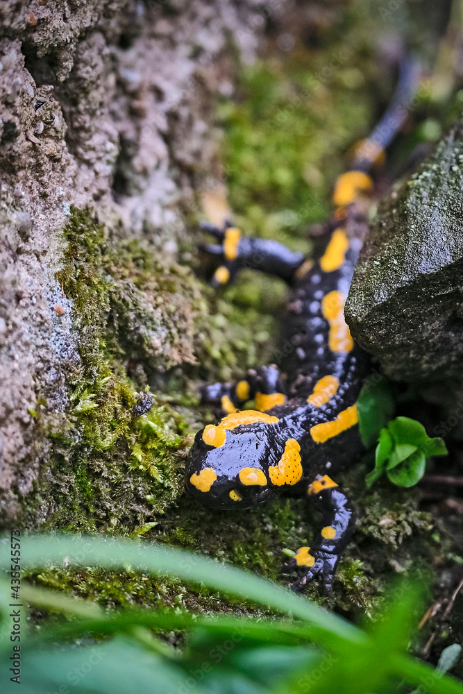 Obraz premium Feuersalamander ( Salamandra salamandra ).