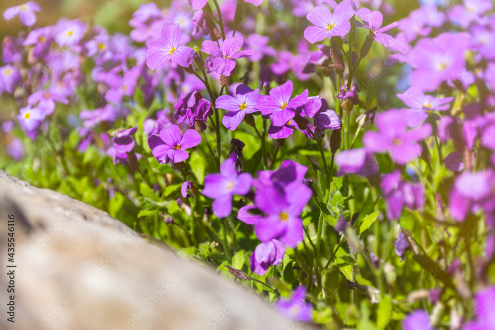 Aubrieta, aubrieta Lat. Aubrieta purple blooms in the garden in summer. A bed of small purple flowers. Floral bright background close-up. Warm sunlight. Landscape gardening of parks and gardens.