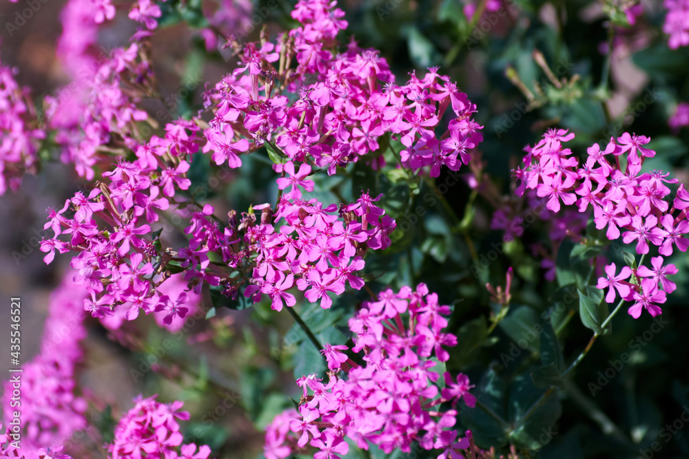 flowers in the garden