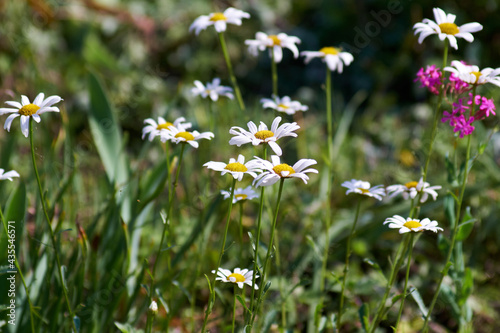 field of daisies © osamu sakairi