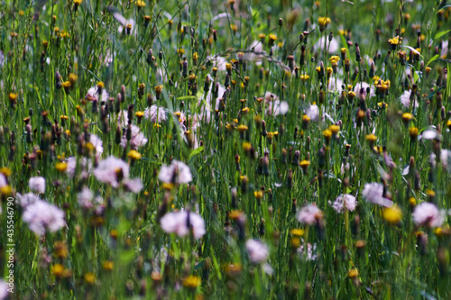 Fototapeta Naklejka Na Ścianę i Meble -  flowers in the meadow