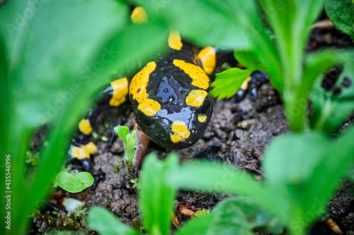 Feuersalamander ( Salamandra salamandra ). photo