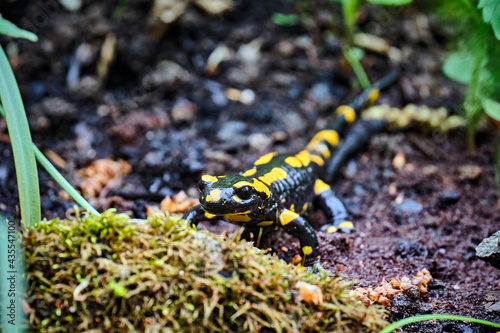 Feuersalamander ( Salamandra salamandra ). photo