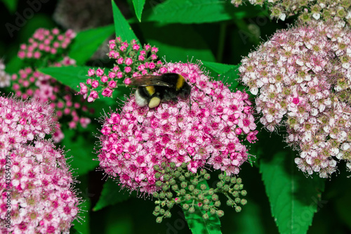 Bumblebee (Latin: Bombus) on pink flowers Spirea Japanese (Latin: Spiraea japonica), close up. Precise selective focus.