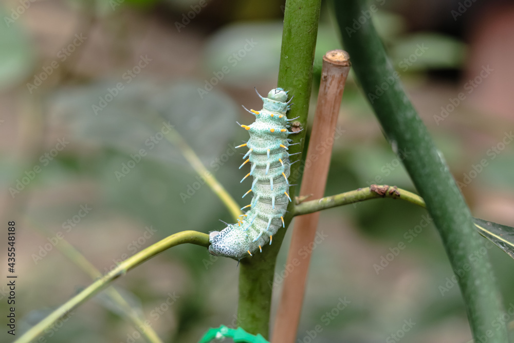 A large blue caterpillar Coscinocera hercules with yellow thorns is crawling along the branch of the plant. Exhibition farm of live tropical butterflies in the Exhibition Center of Ukraine