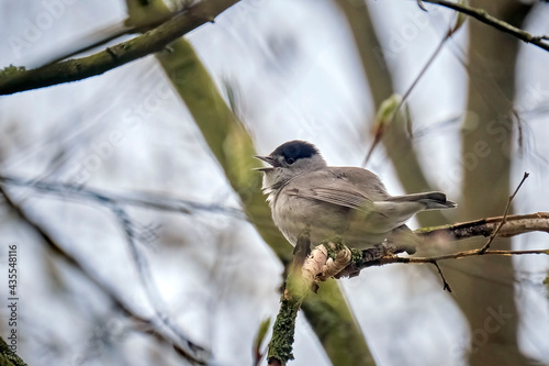 Mönchsgrasmücke ( Sylvia atricapilla ). photo