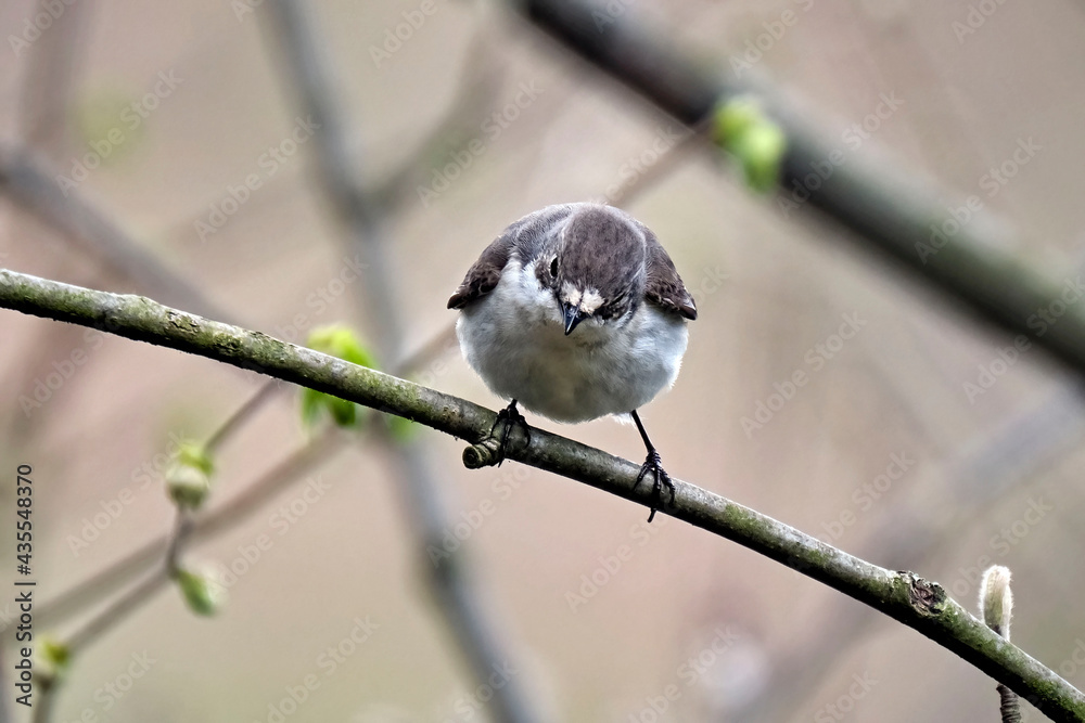 Fototapeta premium Trauerschnäpper ( Ficedula hypoleuca ).
