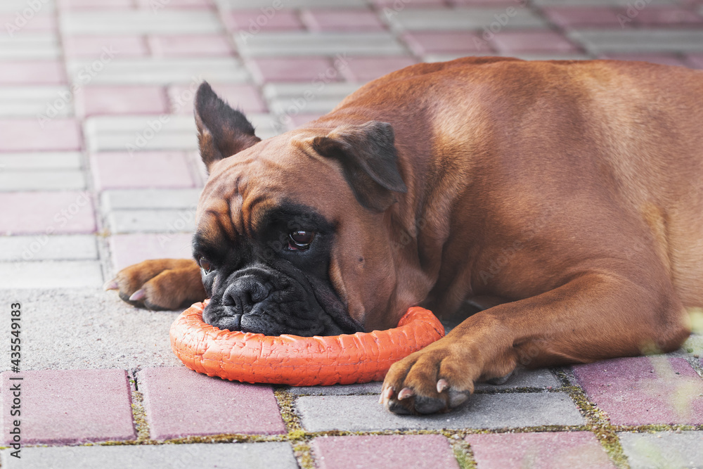 the German boxer dog is lying on a stone tile, his head resting on a toy ring