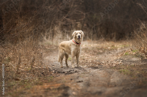 dog golden retriever in the field