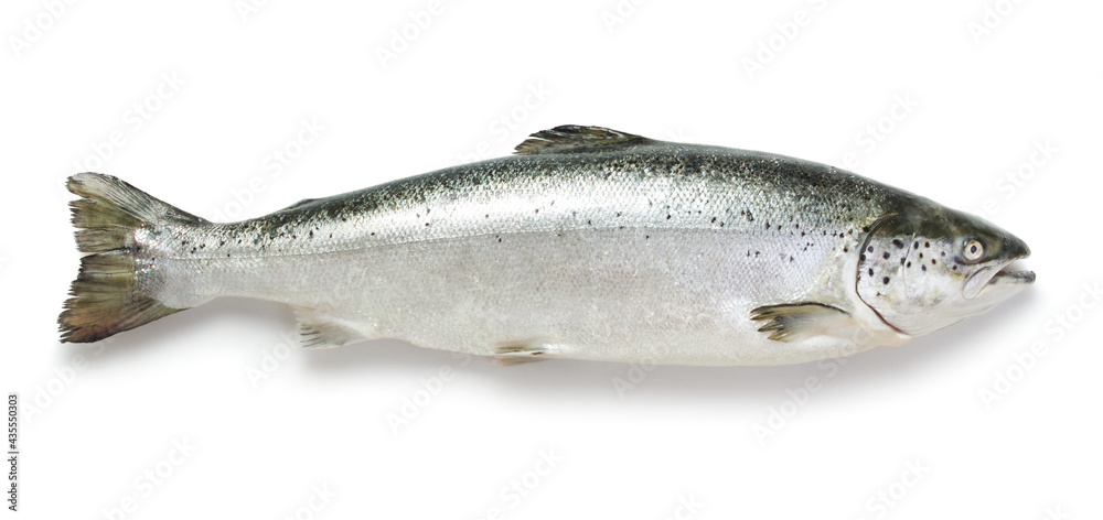 full fresh salmon isolated on the white background full fresh salmon isolated on the white background
