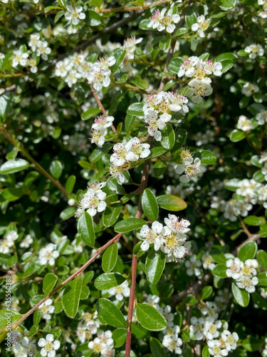Bearberry cotoneaster in bloom close-up view of it