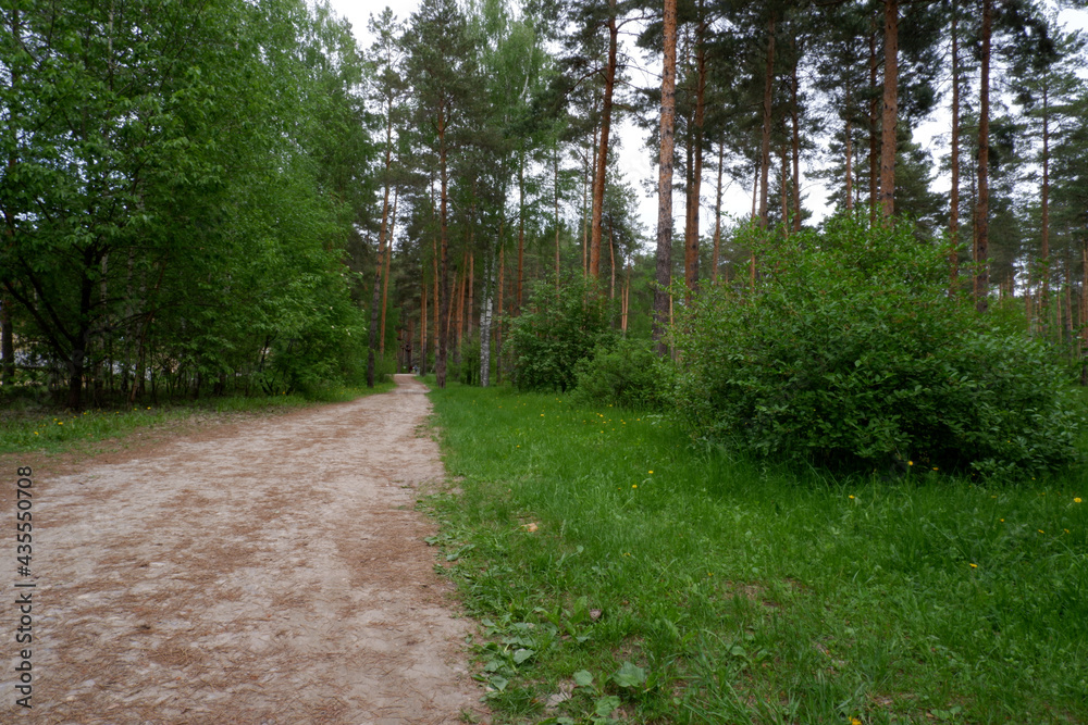 Fototapeta premium Path among green grass in summer pine forest