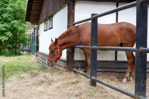 Horse eating hay in summer on the farm
