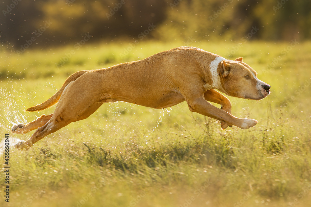dog running american staffordshire terrier
