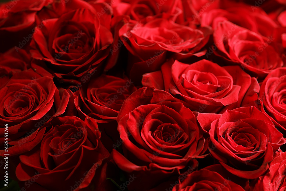 Natural background of dark red beautiful rose buds Natural background of dark red beautiful rose buds