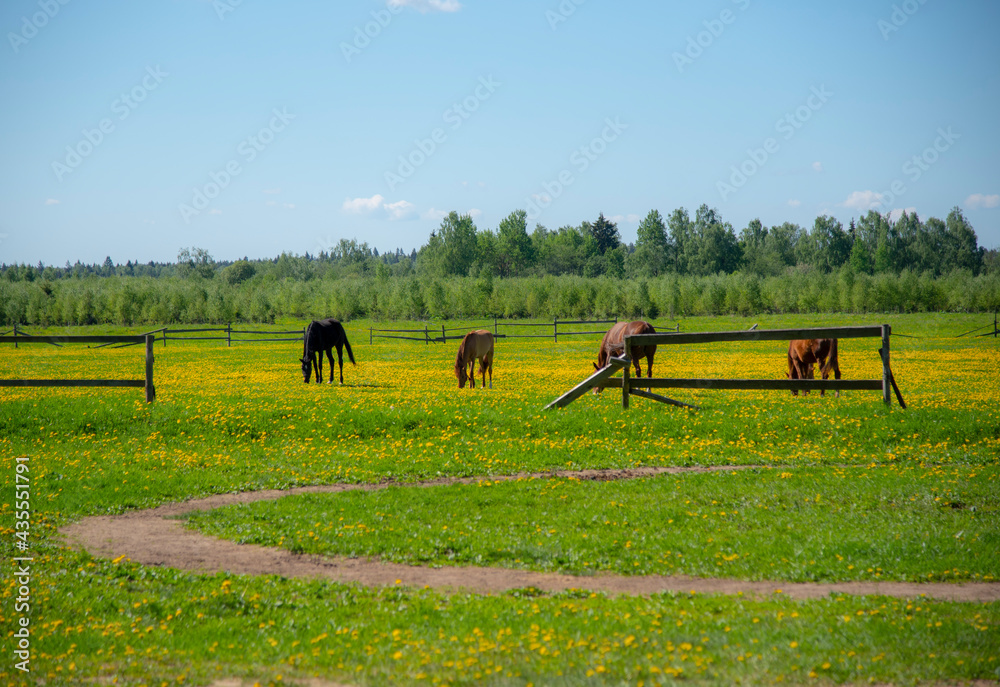 Obraz premium Young horses graze in a field overgrown with bright yellow dandelions .