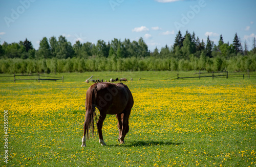 Young horses graze in a field overgrown with bright yellow dandelions .
