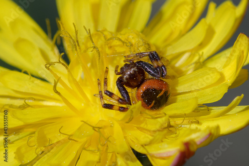 Female Napoleon Crab spider (Synema globosum) on a flower photo