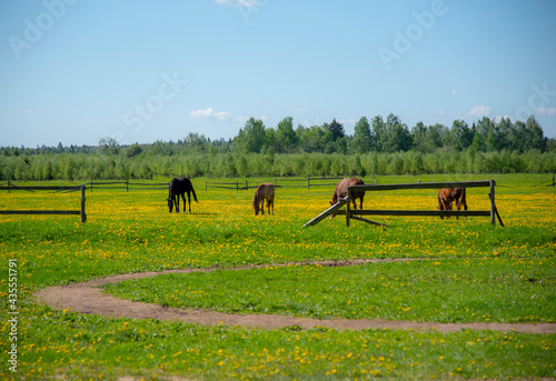 Young horses graze in a field overgrown with bright yellow dandelions .
