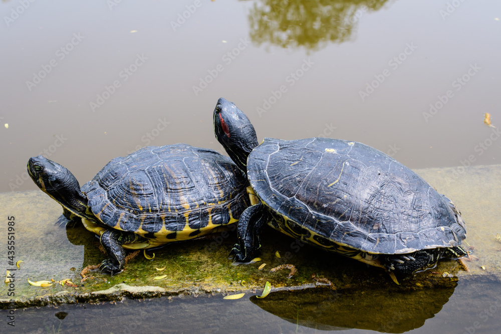 Obraz premium Two turtles laying in the sun heat near a lake in a sunny spring day, beautiful outdoor monochrome background photographed with selective focus.