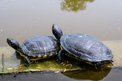 Two turtles laying in the sun heat near a lake in a sunny spring day, beautiful outdoor monochrome background photographed with selective focus.