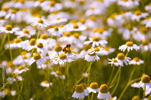 flowers with a bee