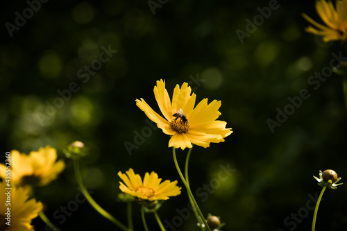 flowers with a bee