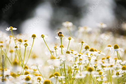 flowers with a bee