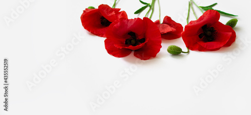Red poppies on a white background. Postcard in the style of minimalism  place for text  close-up