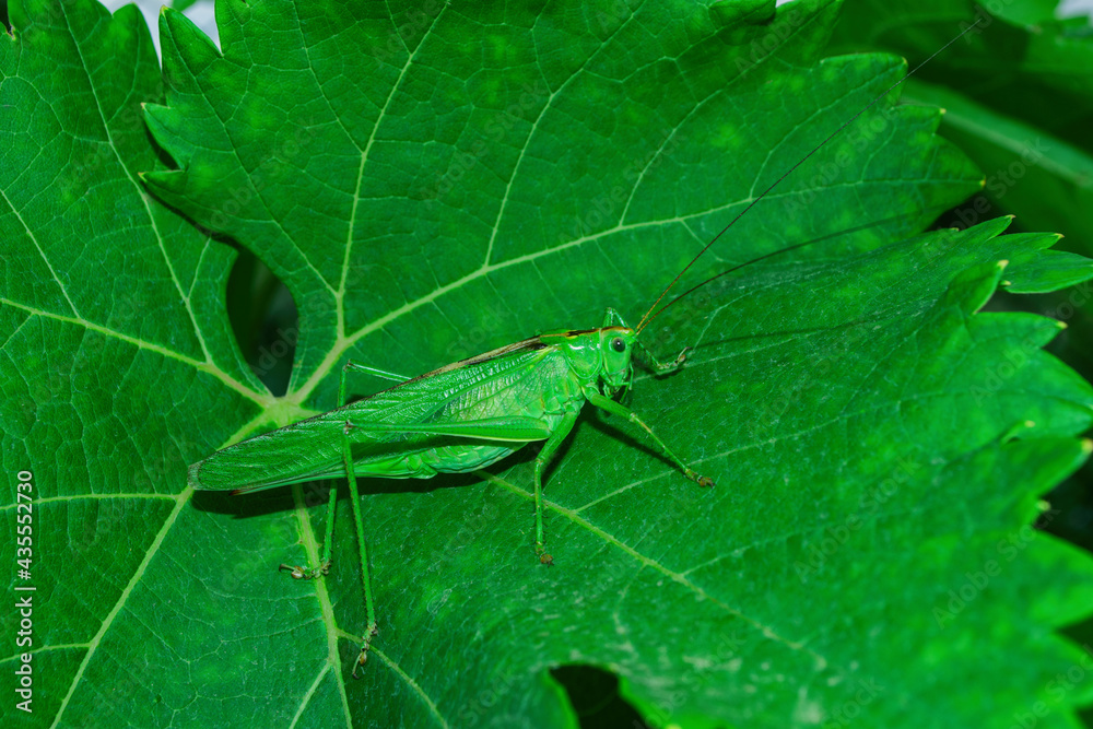 Green grasshopper (Latin: Tettigonia viridissima) sitting on a green leaf of the Grape (Latin: Vitis vinifera). Precise selective focus. Green grasshopper (Latin: Tettigonia viridissima) sitting on a green leaf of the Grape (Latin: Vitis vinifera). Precise selective focus.
