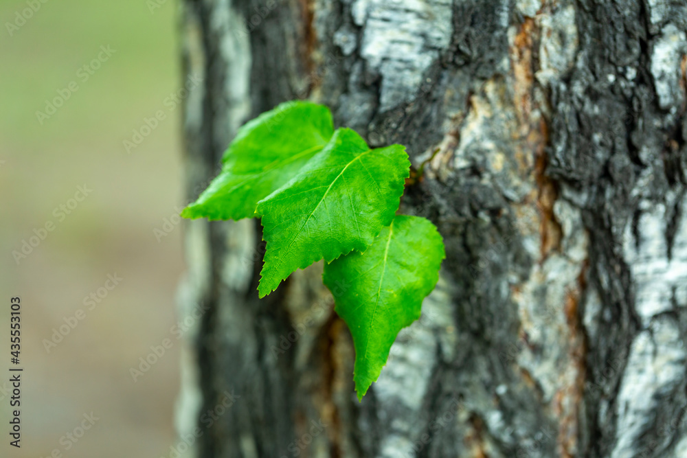 young birch shoots with leaves in the spring in the park, young birch shoots with leaves in the spring in the park,