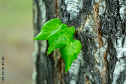 young birch shoots with leaves in the spring in the park, © Nady
