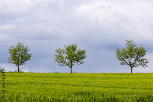 Drei Bäume vor blauem Himmel auf einer grünen Wiese zwischen Langgöns und Hüttenberg in Hessen, Deutschland
