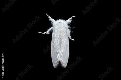 Sphrageidus similis the gold tail moth top view stock photo photo