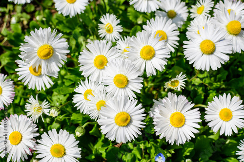 Delicate white and pink Daisies or Bellis perennis flowers in direct sunlight, in a sunny spring garden, beautiful outdoor floral background photographed with selective focus.