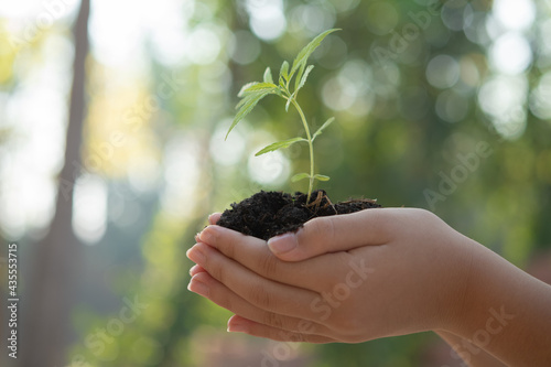Two hands of the children are planting the seedlings into the soil. with seedlings on sunset background. Spring concept, nature and care. marijuana growing, planting cannabis, holding it in a hand..