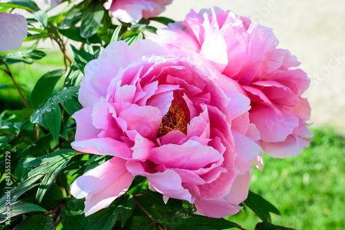 Fototapeta Naklejka Na Ścianę i Meble -  One large delicate pink peony flower in direct sunlight, in a garden in a sunny summer day, beautiful outdoor floral background photographed with selective focus.