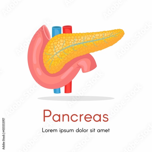 Pancreas, human internal organ anatomy vector Illustration on a white background