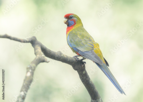 Juvenile crimson rosella (Platycercus elegans) perched on branch