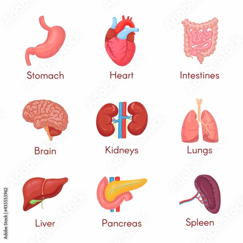 Human anatomy internal organ set with brain, lungs, intestine, heart, kidney, pancreas, spleen, liver and stomach. Vector isolated illustration