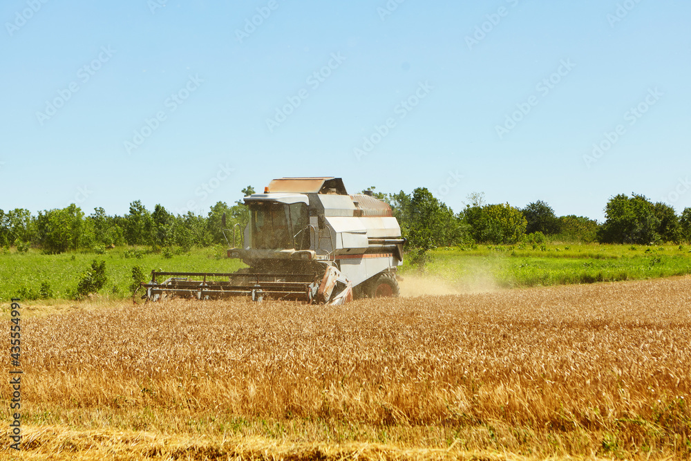 Obraz premium Combine harvester in action on wheat field. Process of gathering a ripe crop.